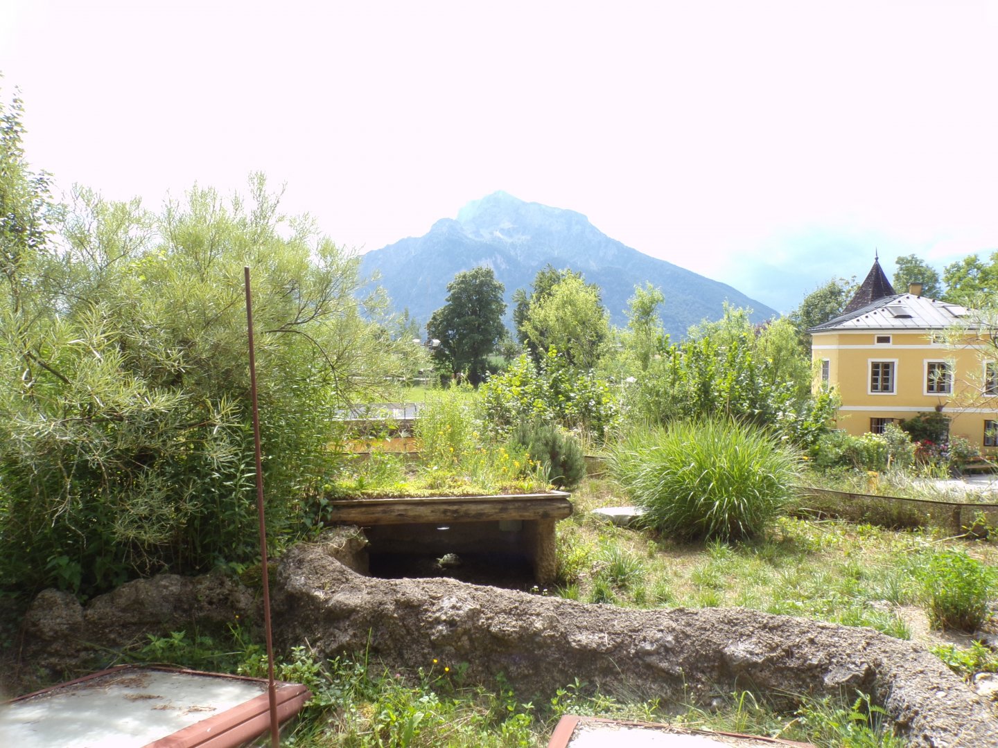 European tortoise enclosure 13.7.25