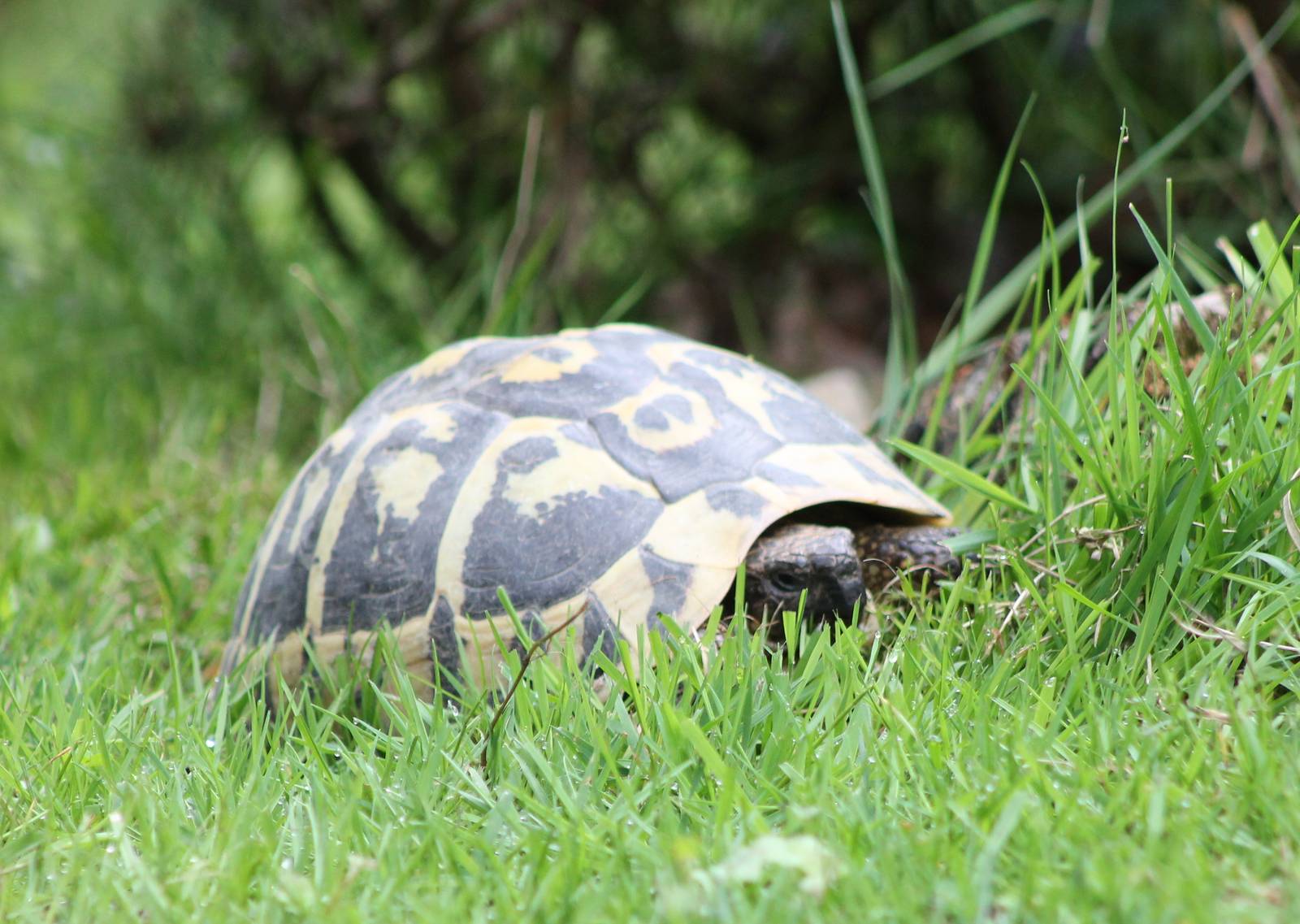 European tortoise species