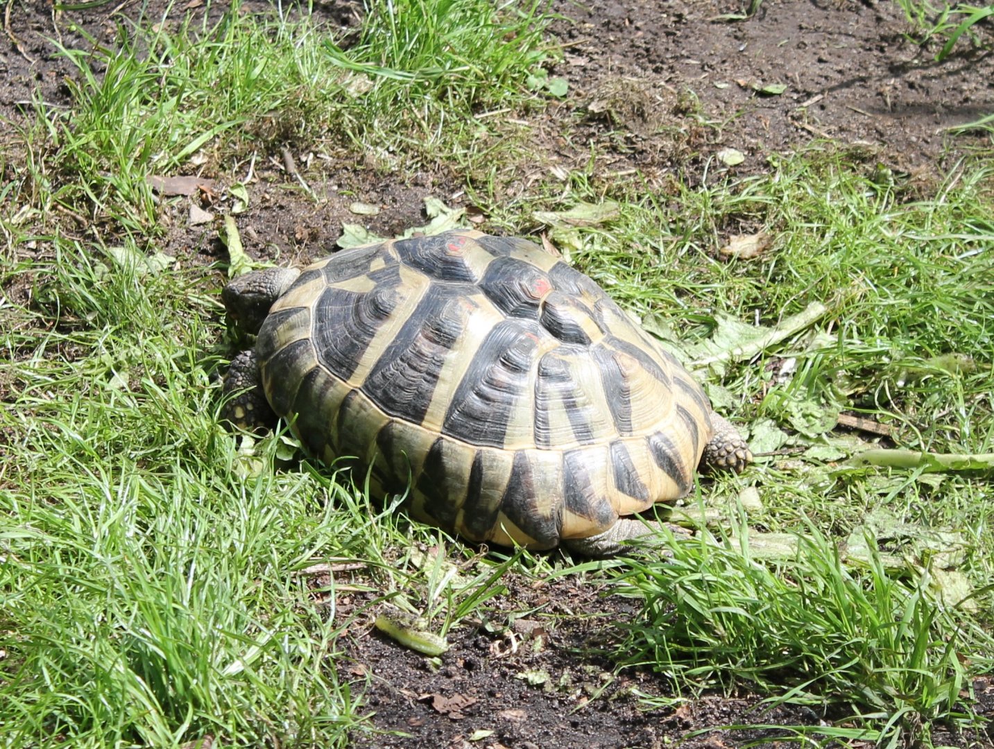 European tortoise species