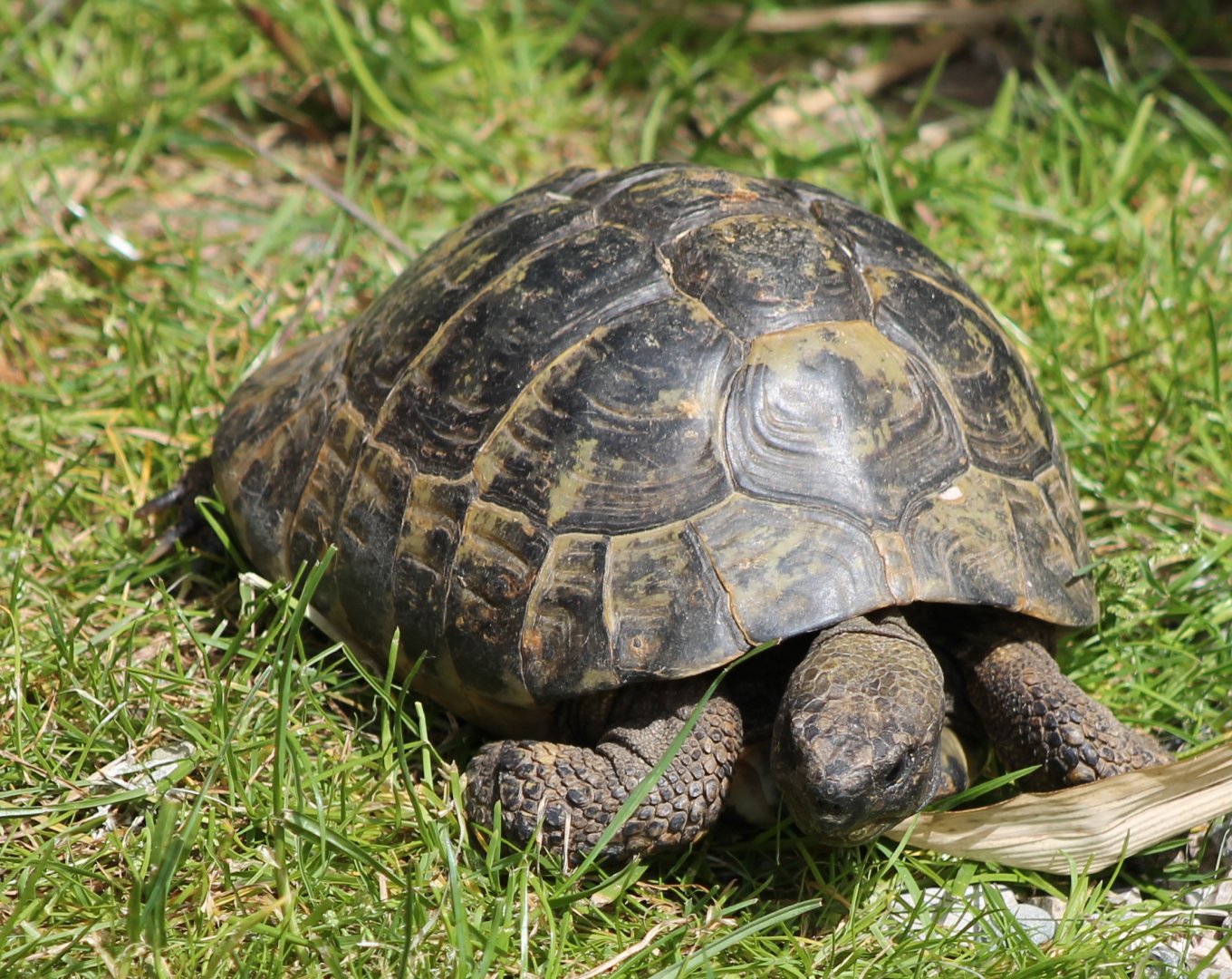 European tortoise