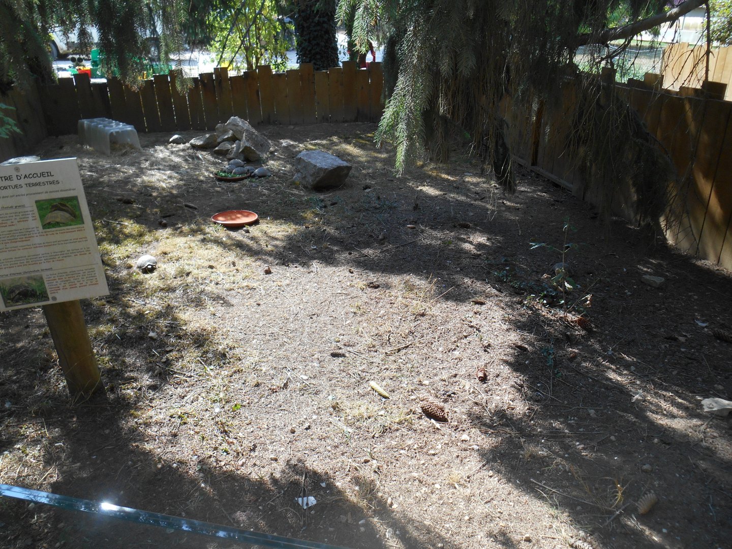 European Tortoises Exhibit