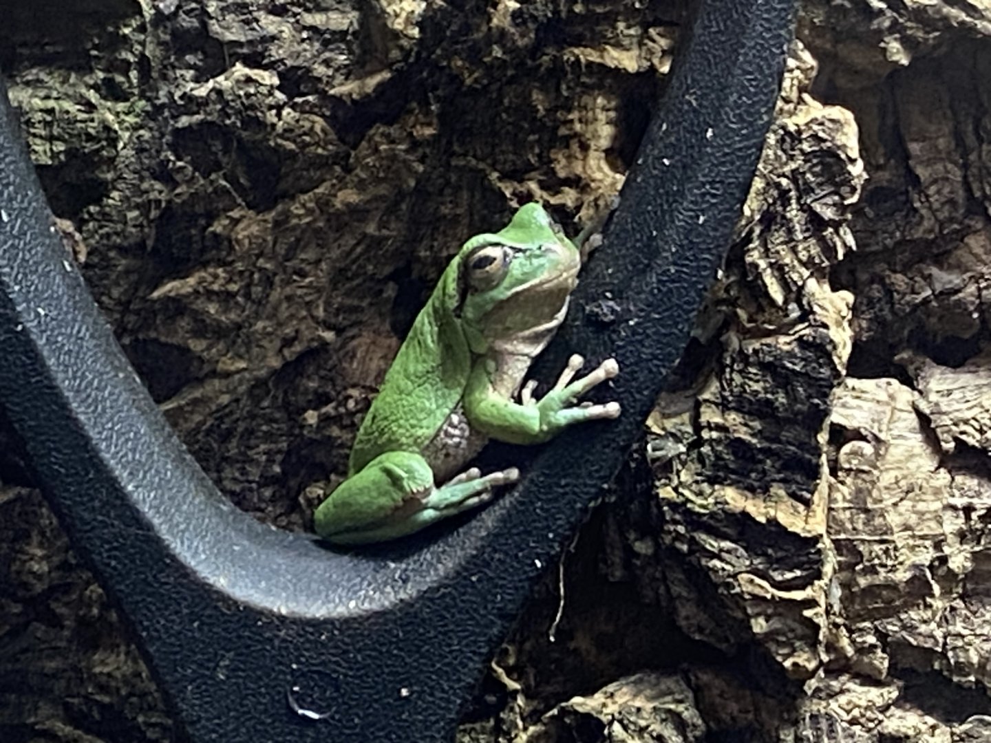 European tree frog 290224