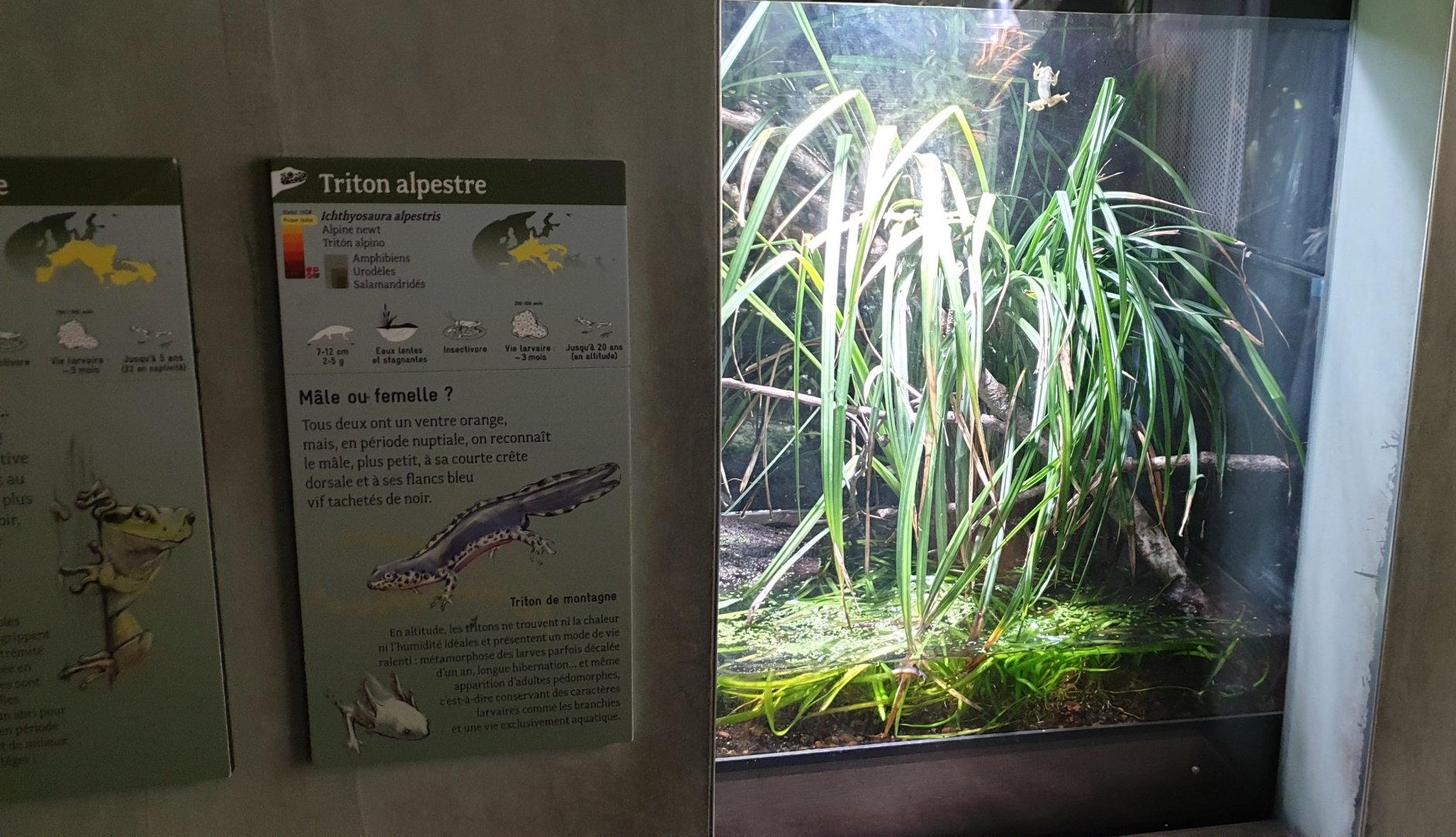 European tree frog - Alpine newt enclosure