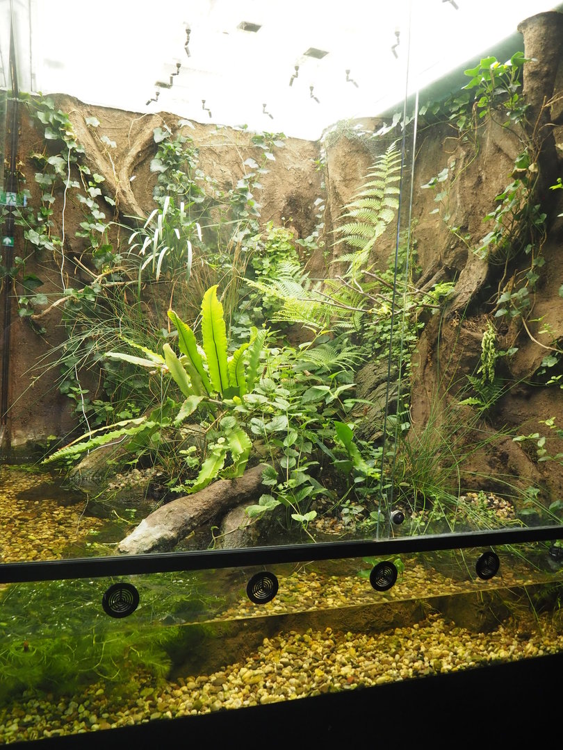 European tree frog and Roman snail terrarium, 2022-08-20