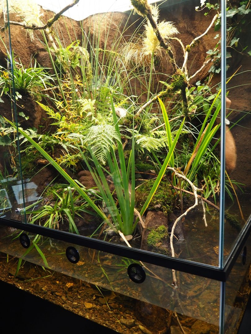 European tree frog - European noble crayfish terrarium (Oct 13th, 2018)