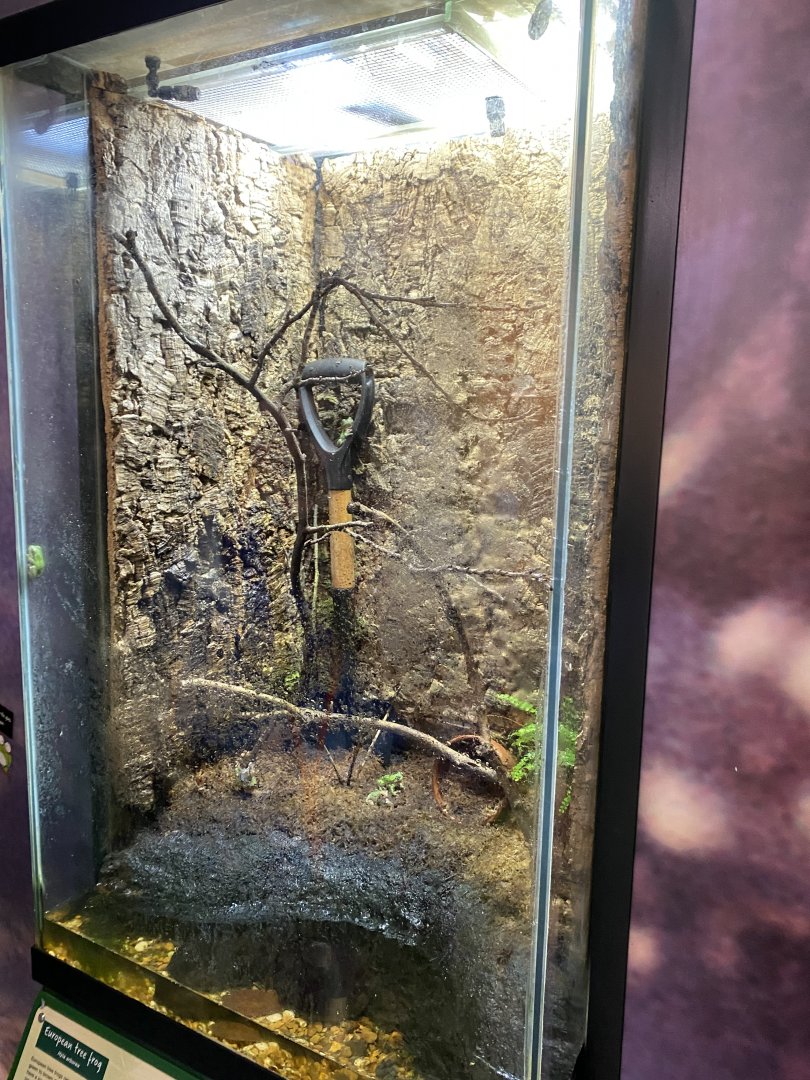 European tree frog exhibit 290224