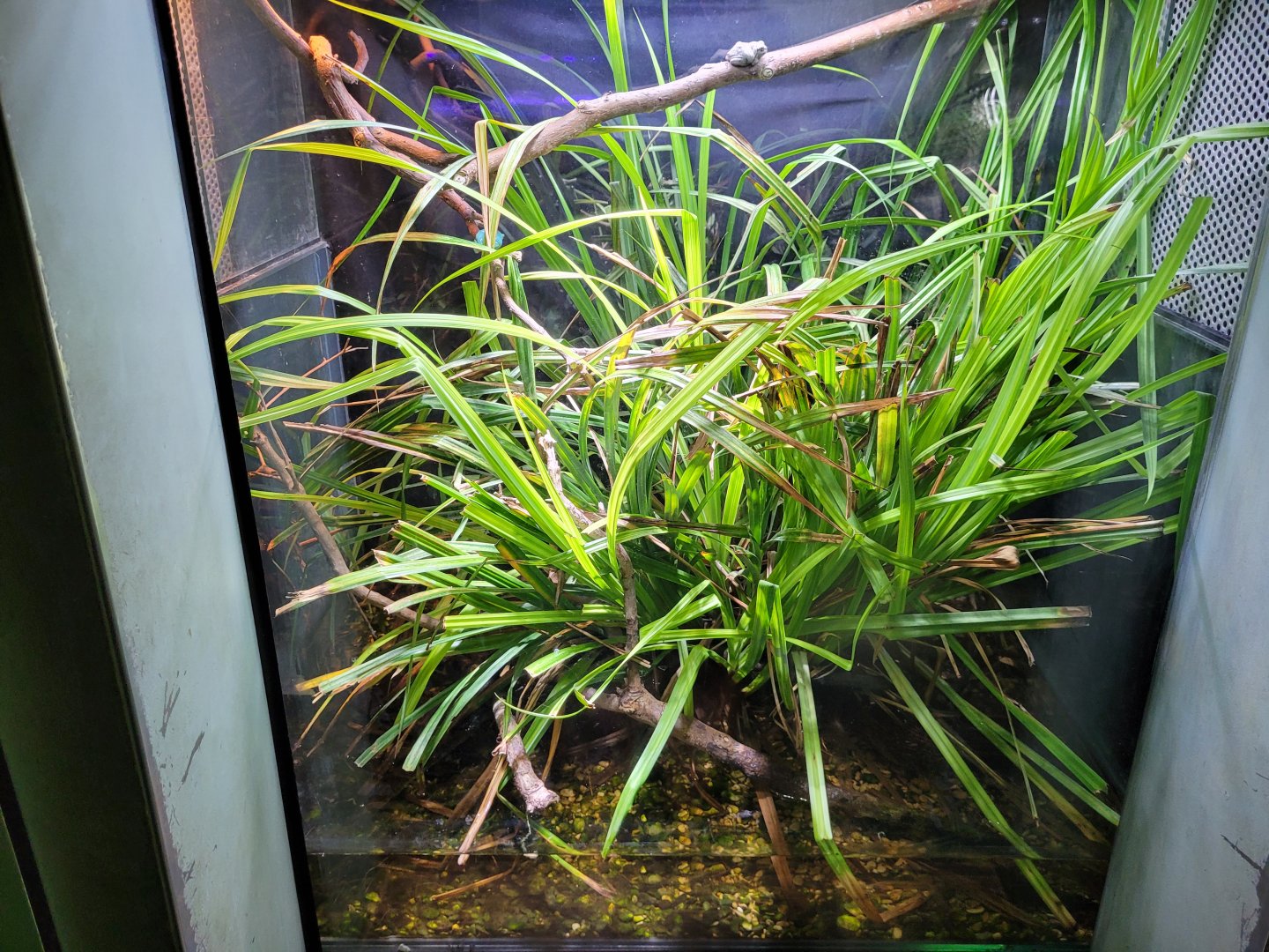 European tree frog exhibit -Parc Zoologique de Paris (2022)