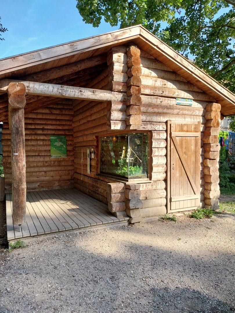 European tree frog house