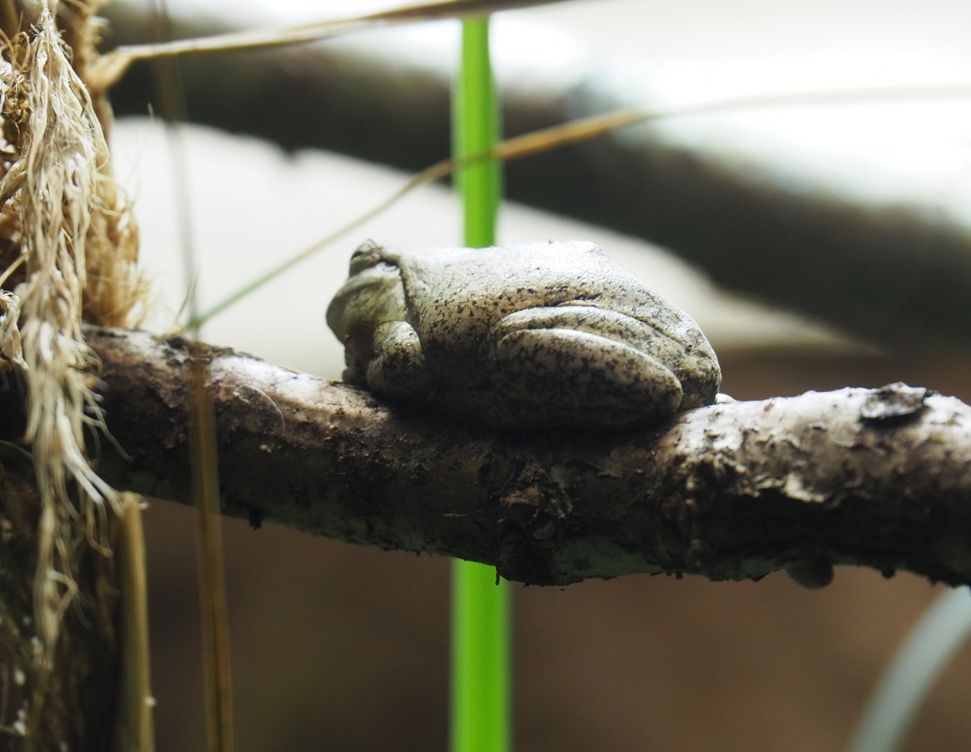 European tree frog (Hyla arborea), 2019-03-30