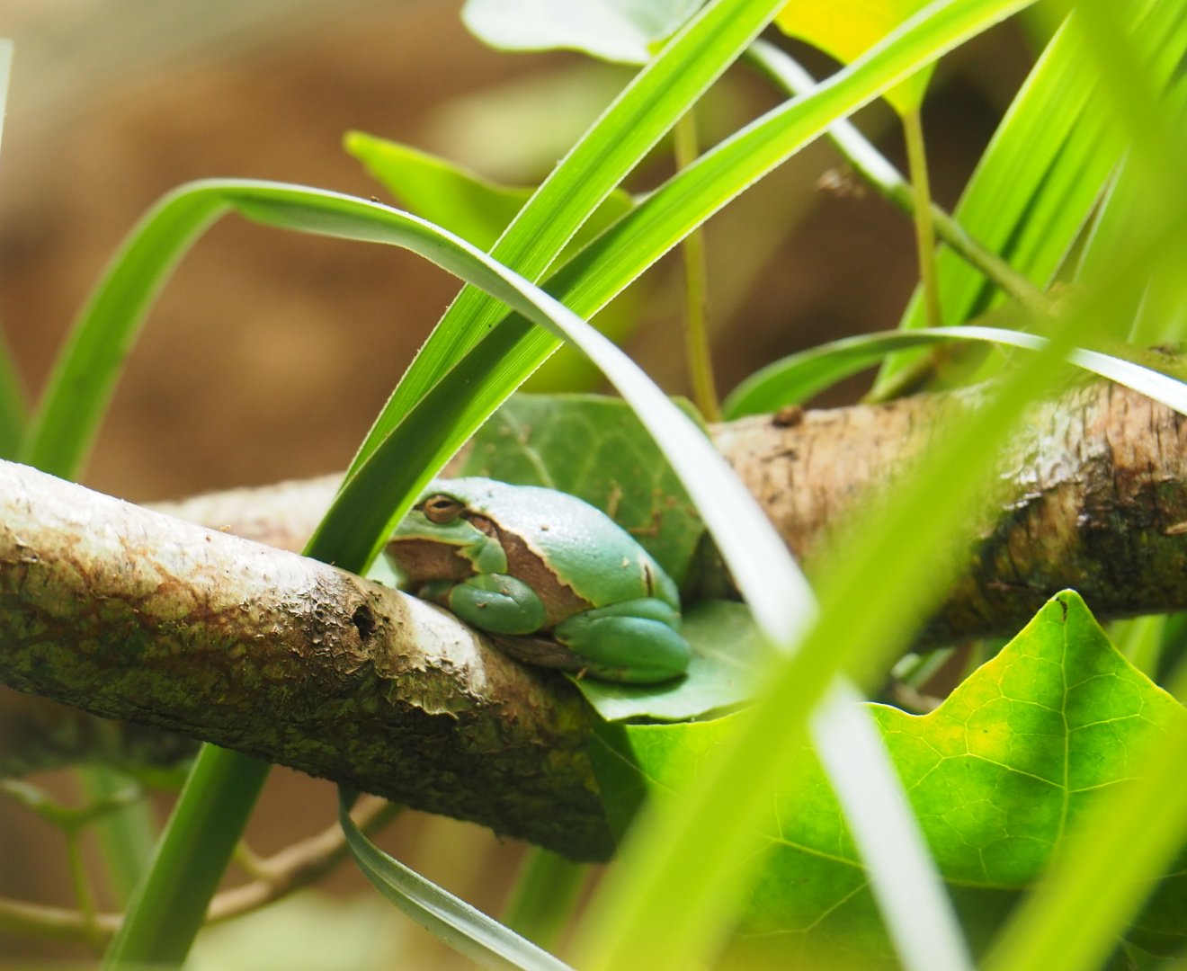 European tree frog (Hyla arborea), 2019-07-21