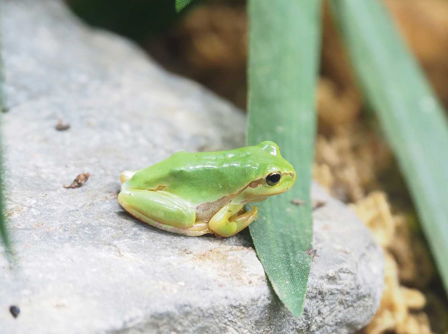 European tree frog (Hyla arborea), 2023-05-16