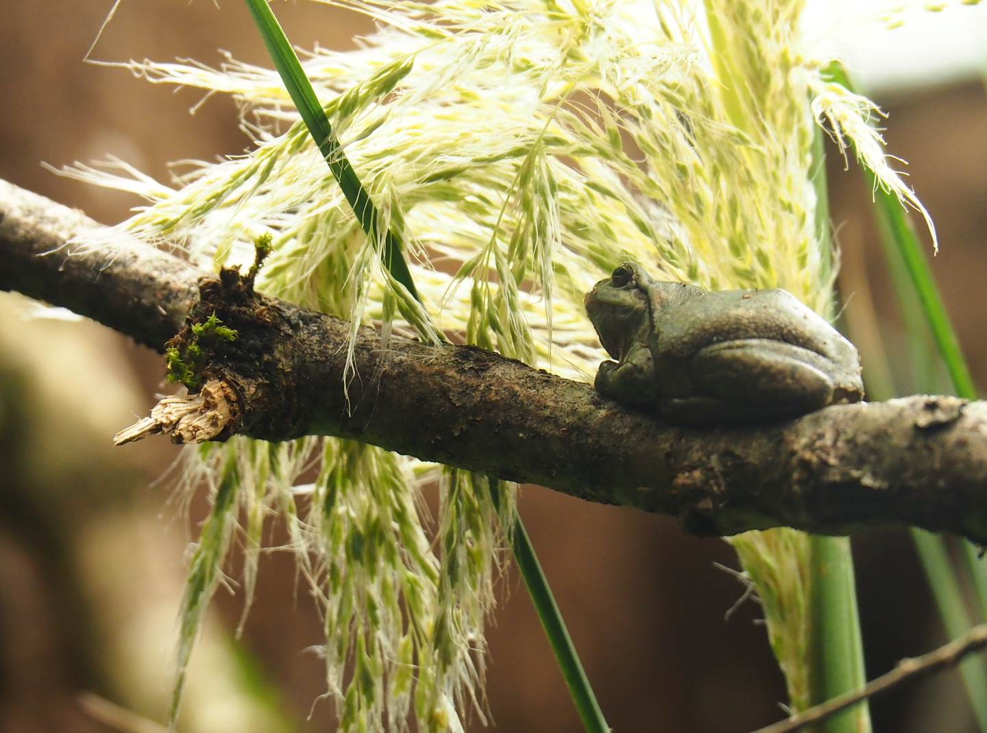 European tree frog (Hyla arborea), Oct 13th, 2018