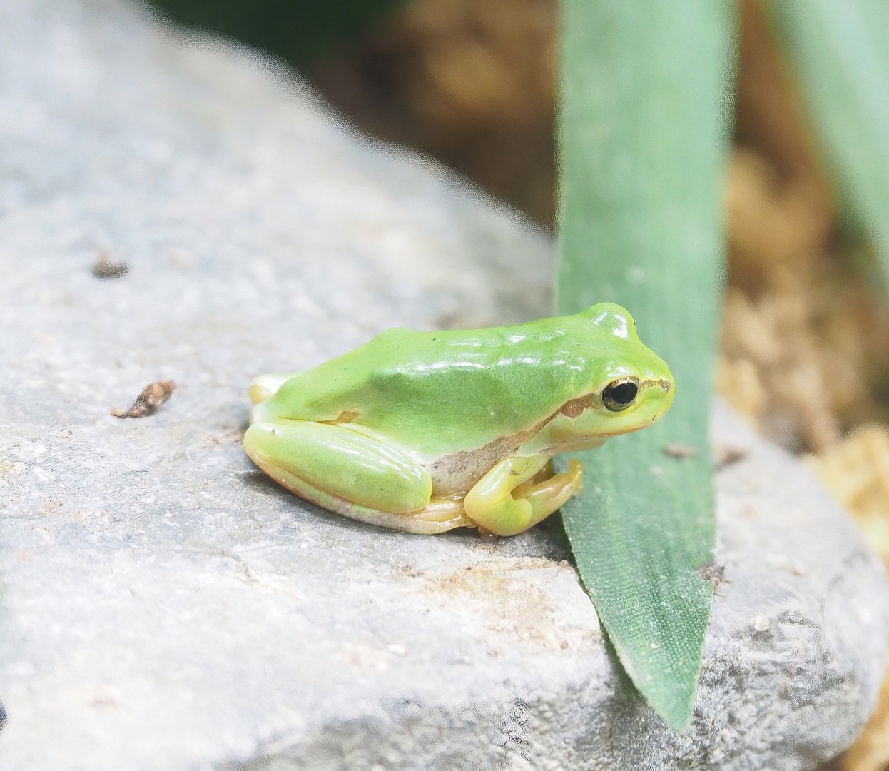 European tree frog (Hyla arborea)?, Pairi Daiza, 2023-05-16