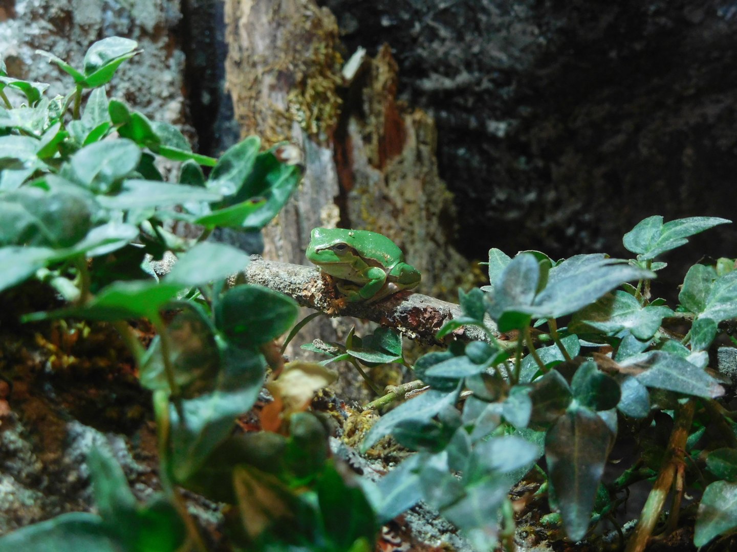 European tree frog (Hyla arborea)