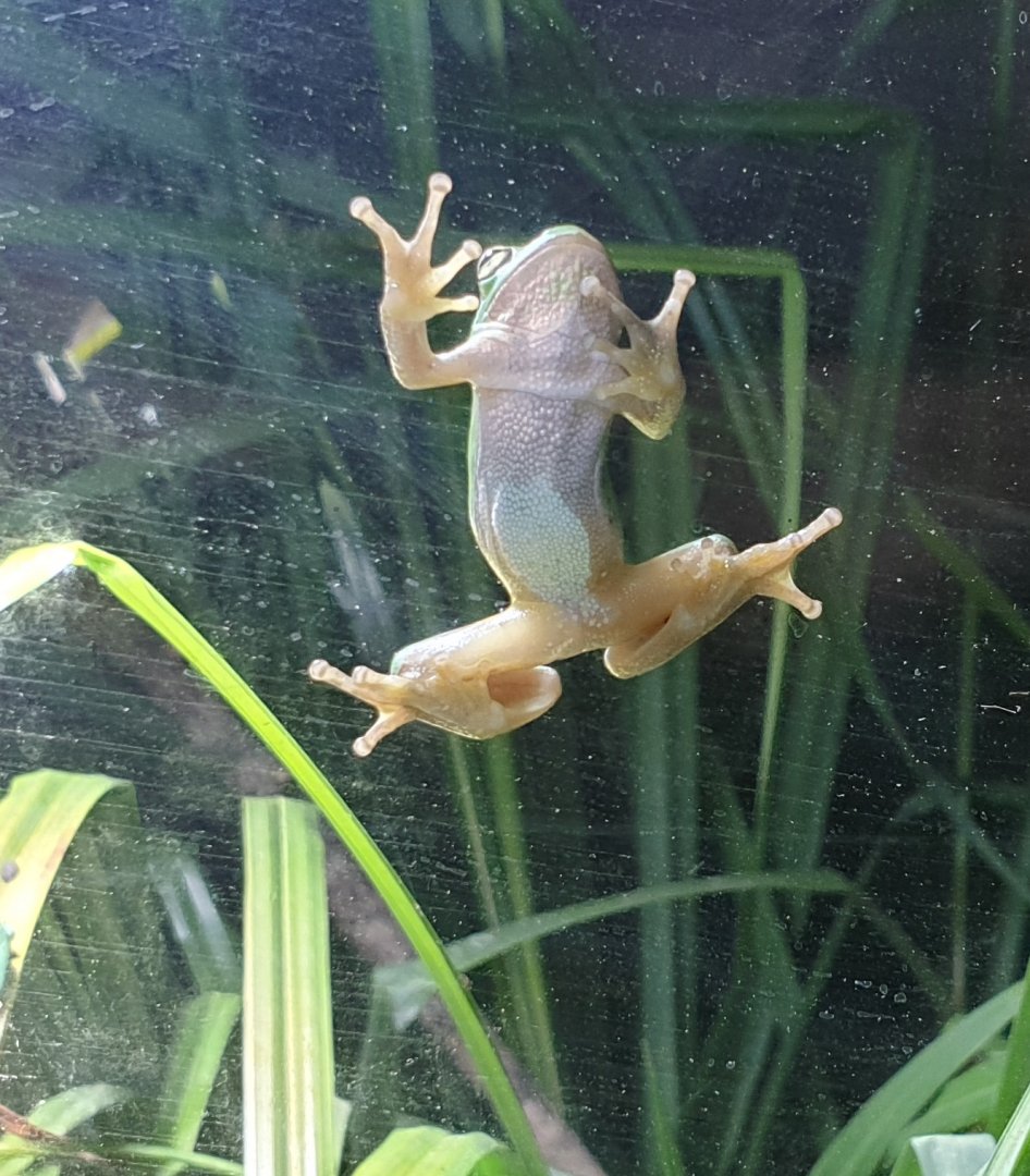 European tree frog - Hyla arborea