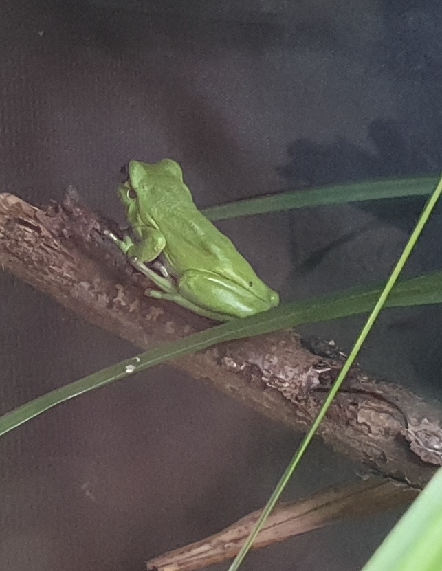 European tree frog - Hyla arborea