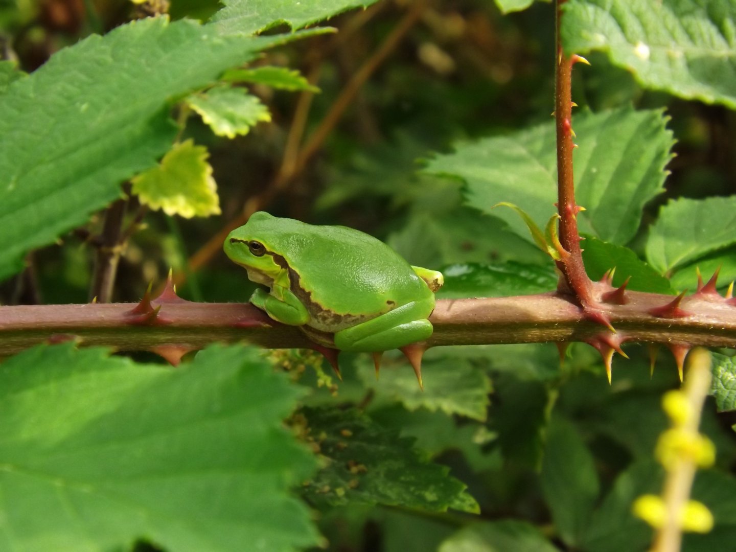 European Tree Frog (Hyla arborea)
