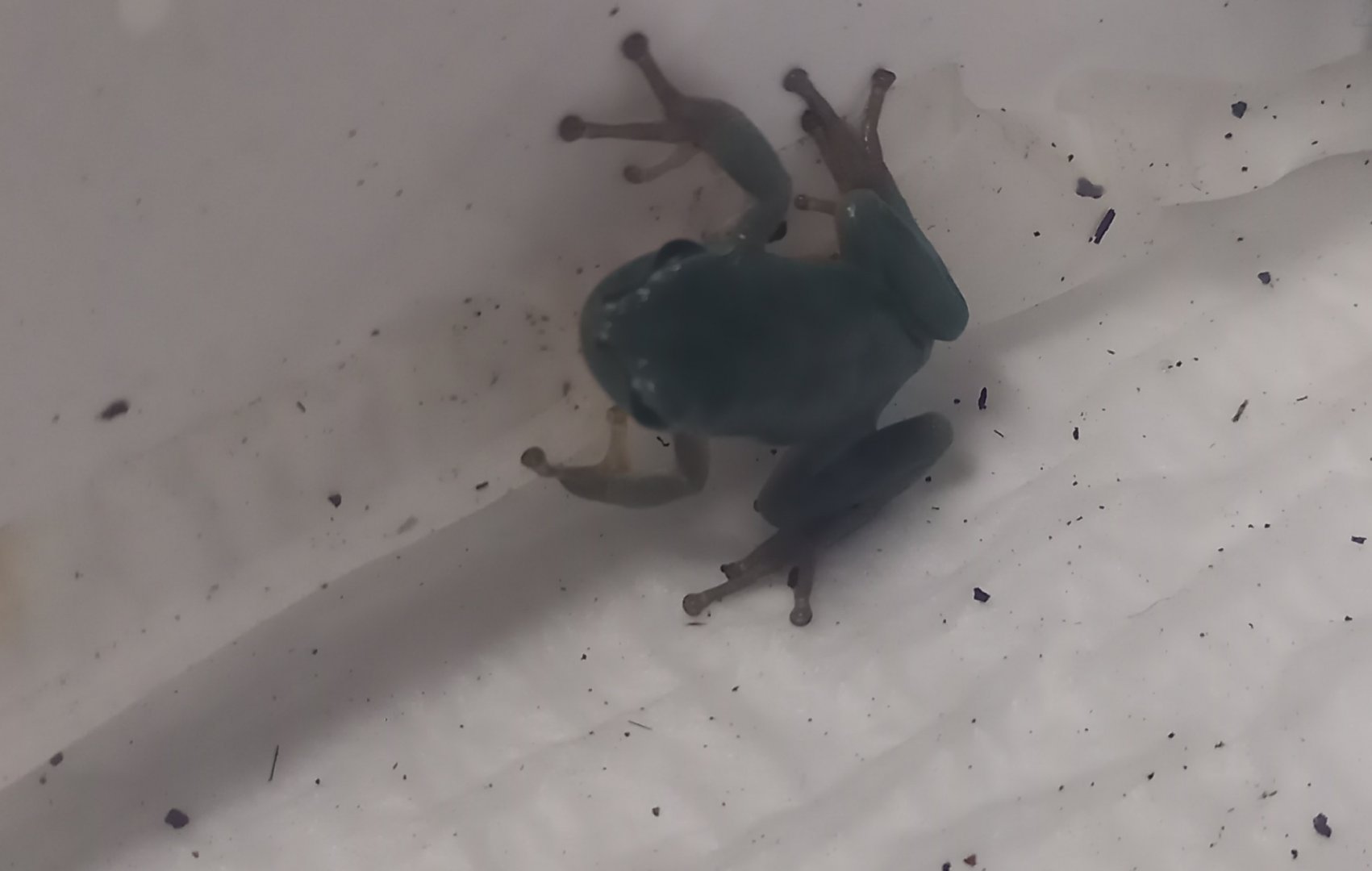 European tree-frog - Hyla arborea