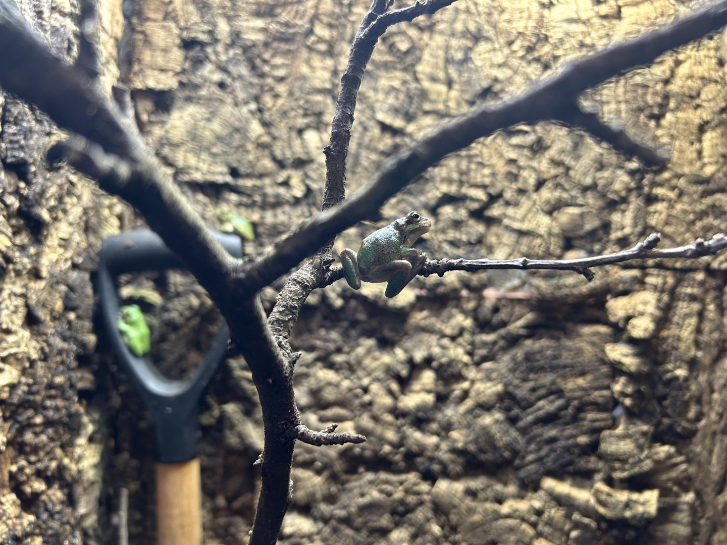 European Tree Frog (Hyla arborea)