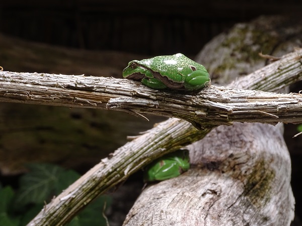 European tree frog (Hyla arborea)
