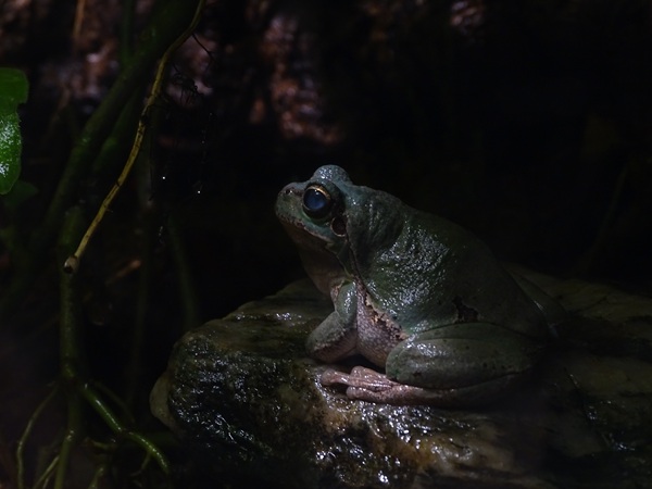 European tree frog (Hyla arborea)