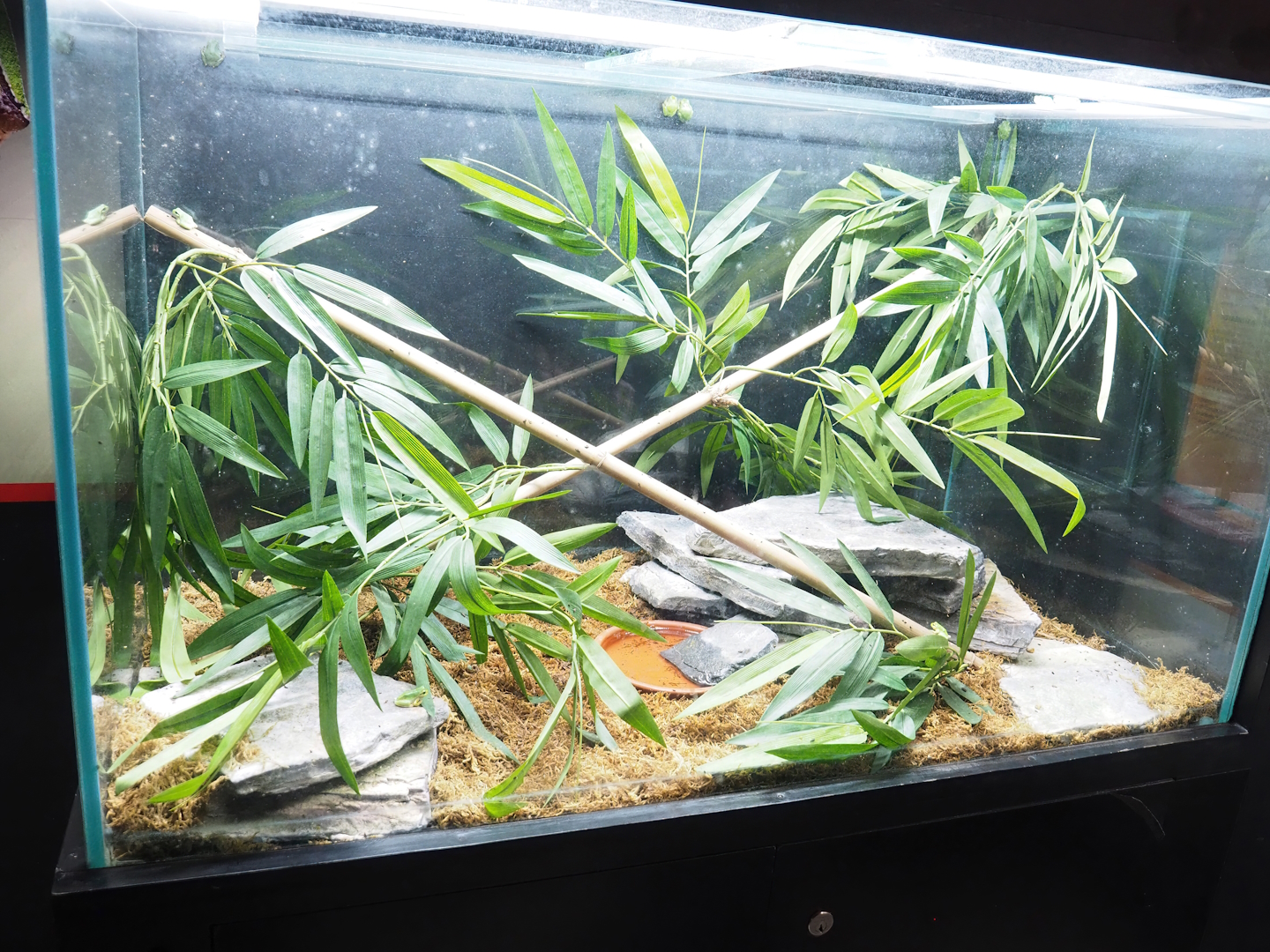 European tree frog terrarium, 2023-05-16