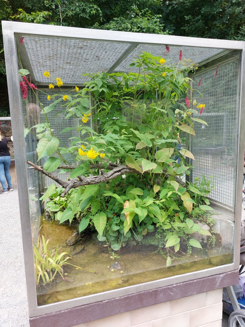 European tree frog terrarium