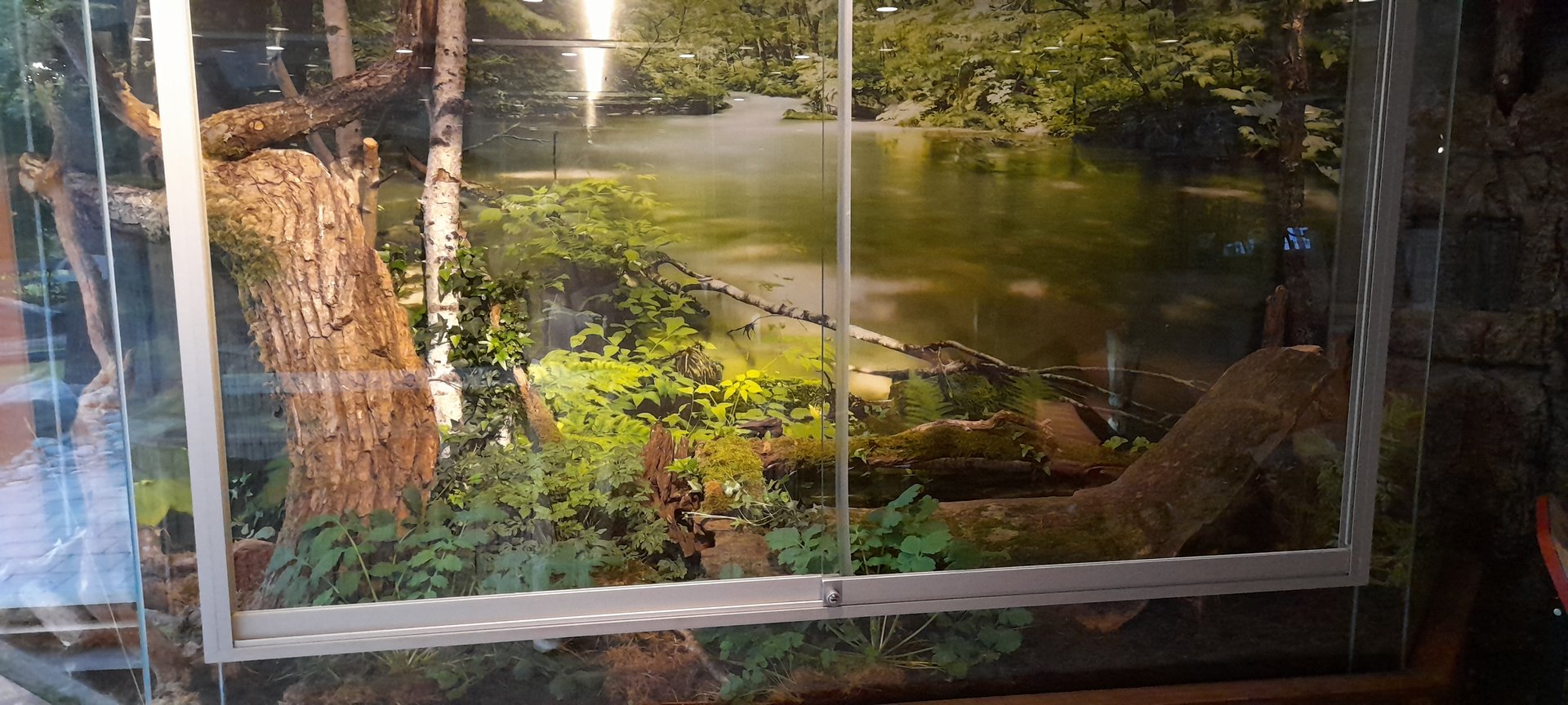 European tree frog terrarium