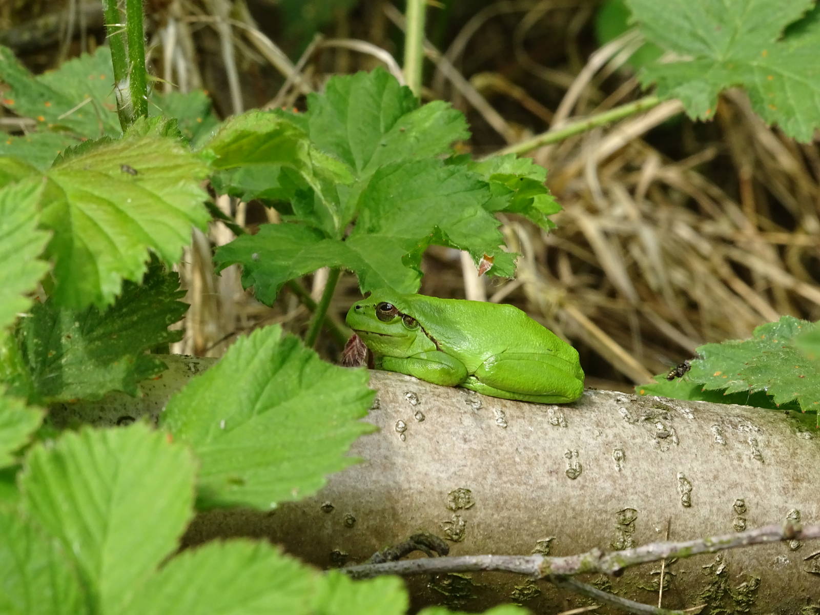 European tree frog