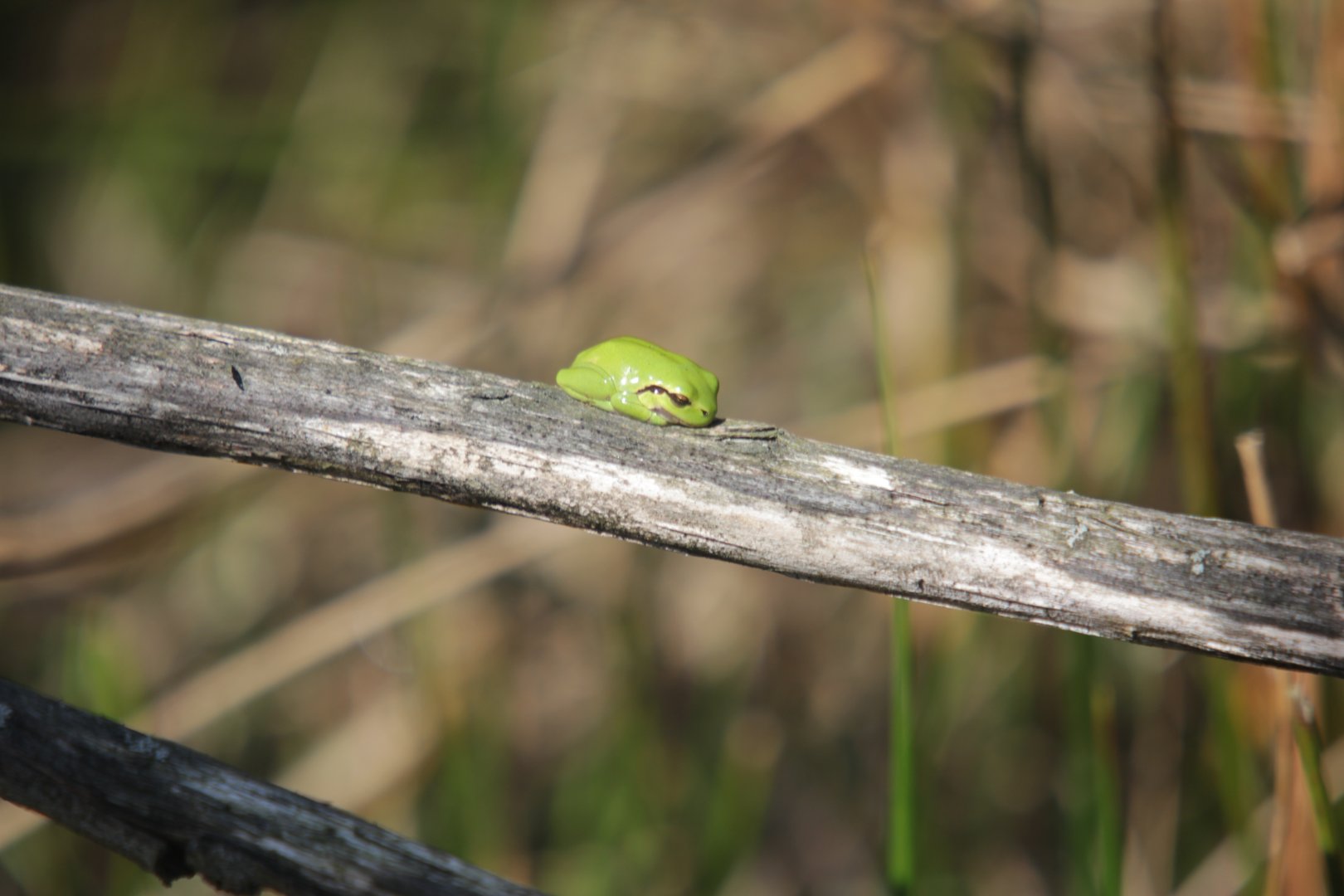 European tree frog