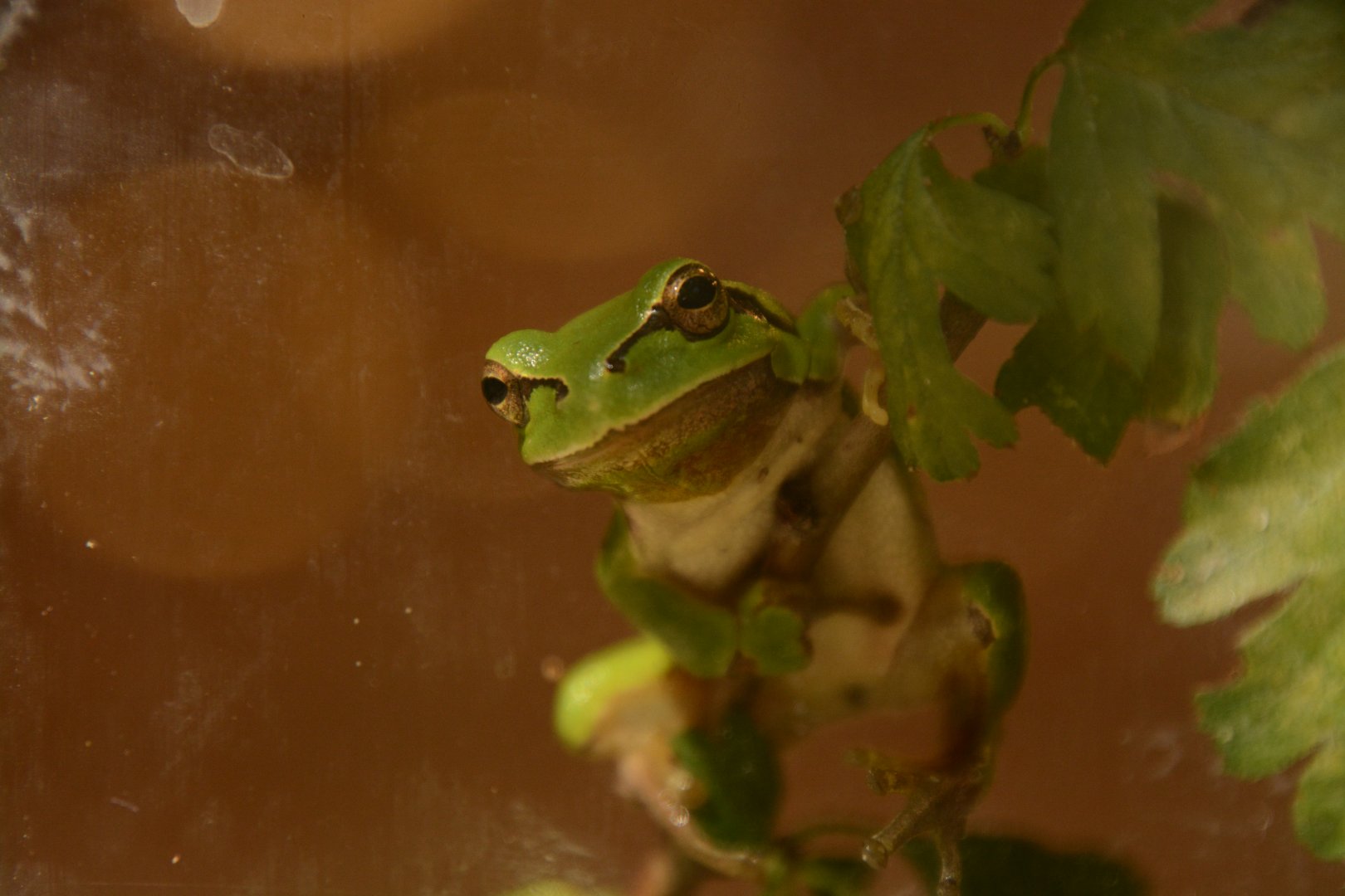 European Tree Frog