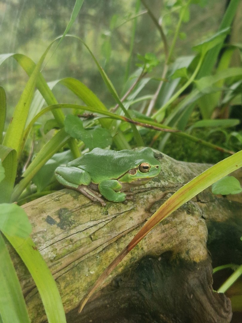 European tree frog