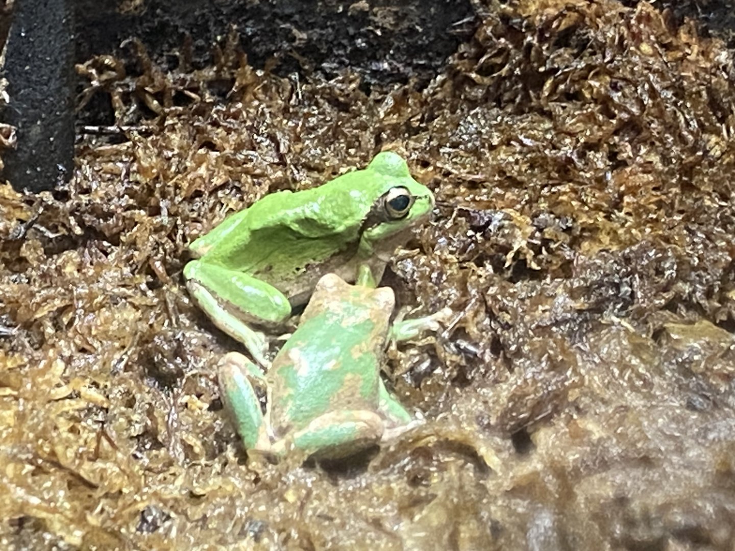 European tree frogs 290224