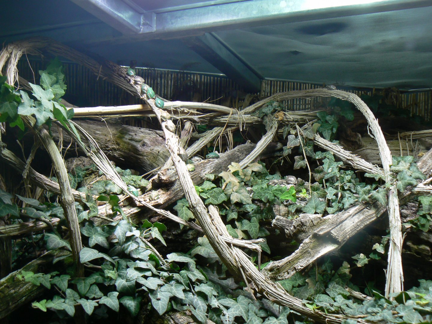 European Tree Frogs - 4 June 2019