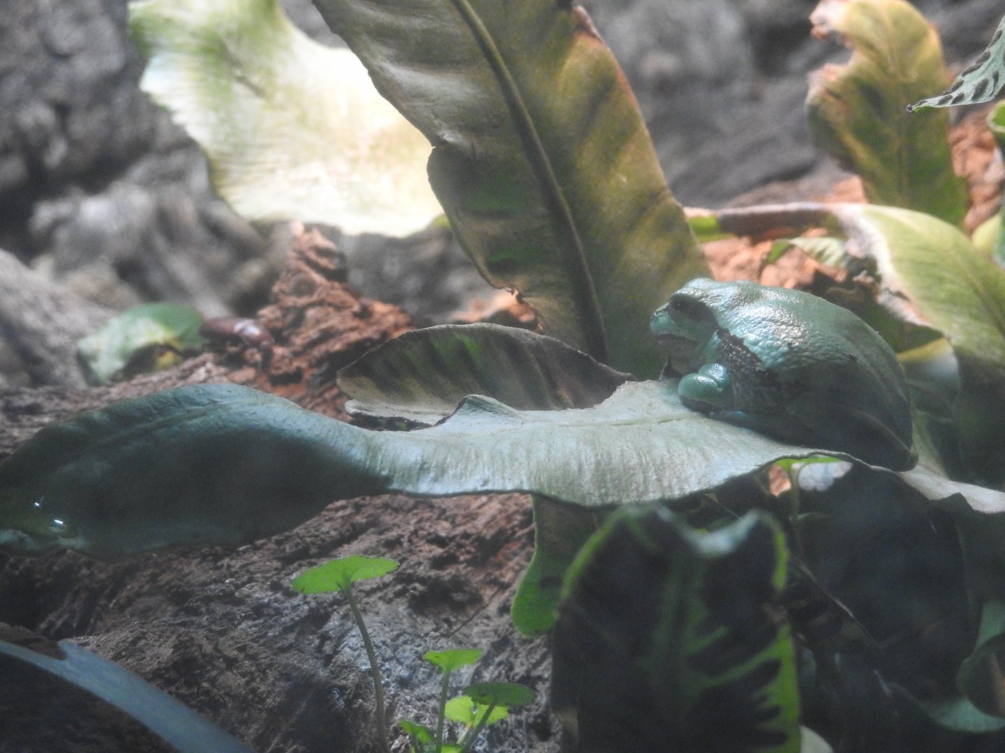 European Tree Frogs (Hyla arborea)