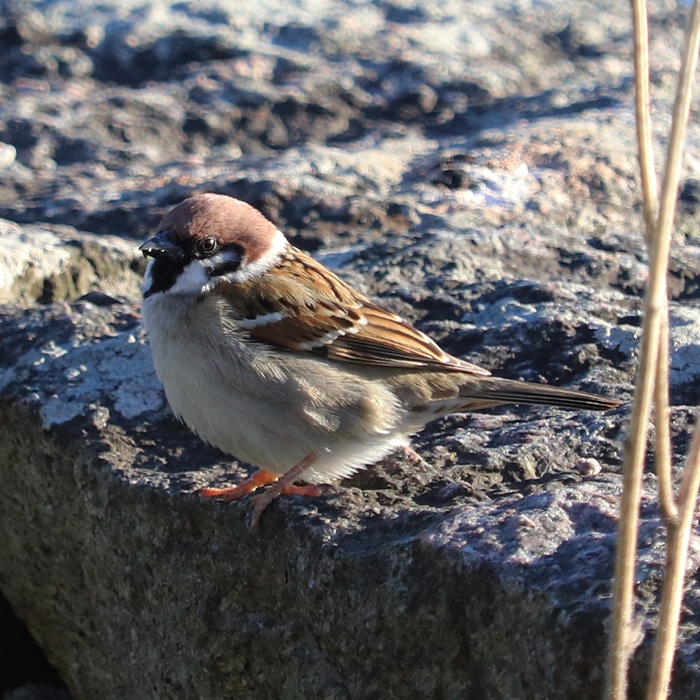 European tree sparrow (Passer montanus montanus)
