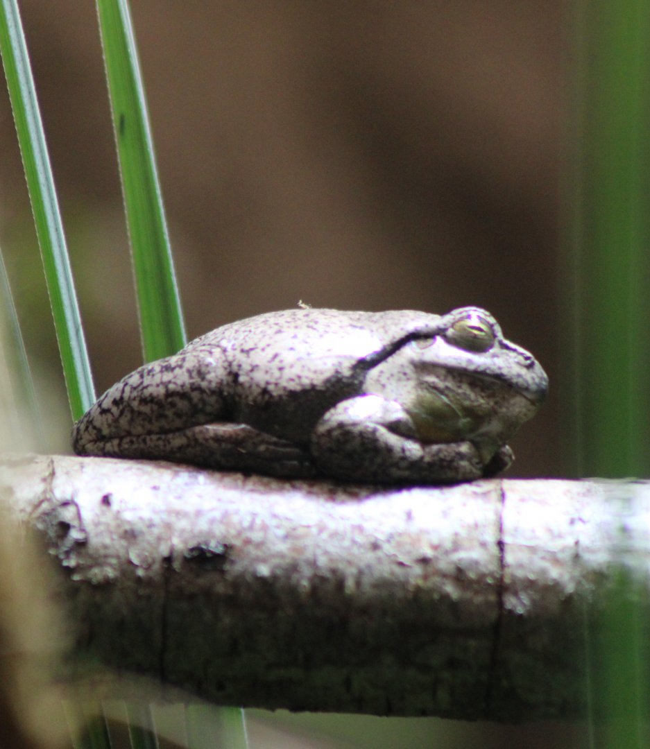 European treefrog - Hyla arborea