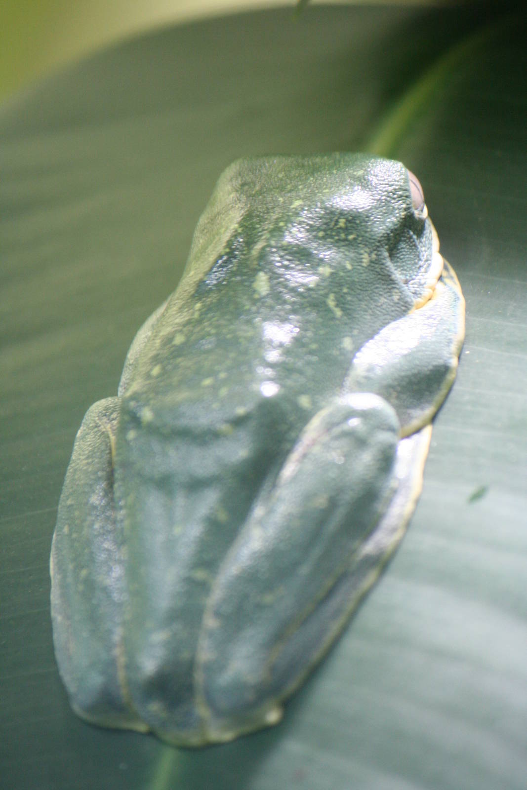 European treefrog