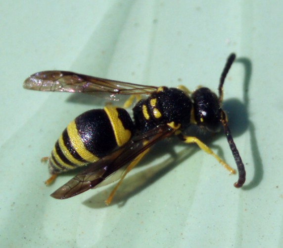 European Tube Wasp (Ancistrocerus gazella)