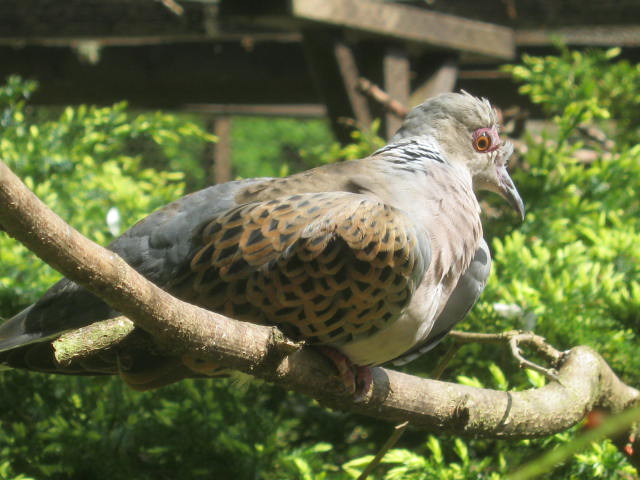 European Turtle Dove 2017.