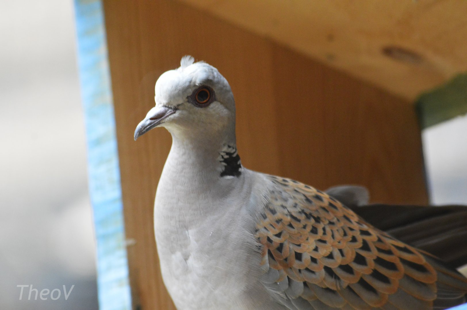 European turtle dove [2017]