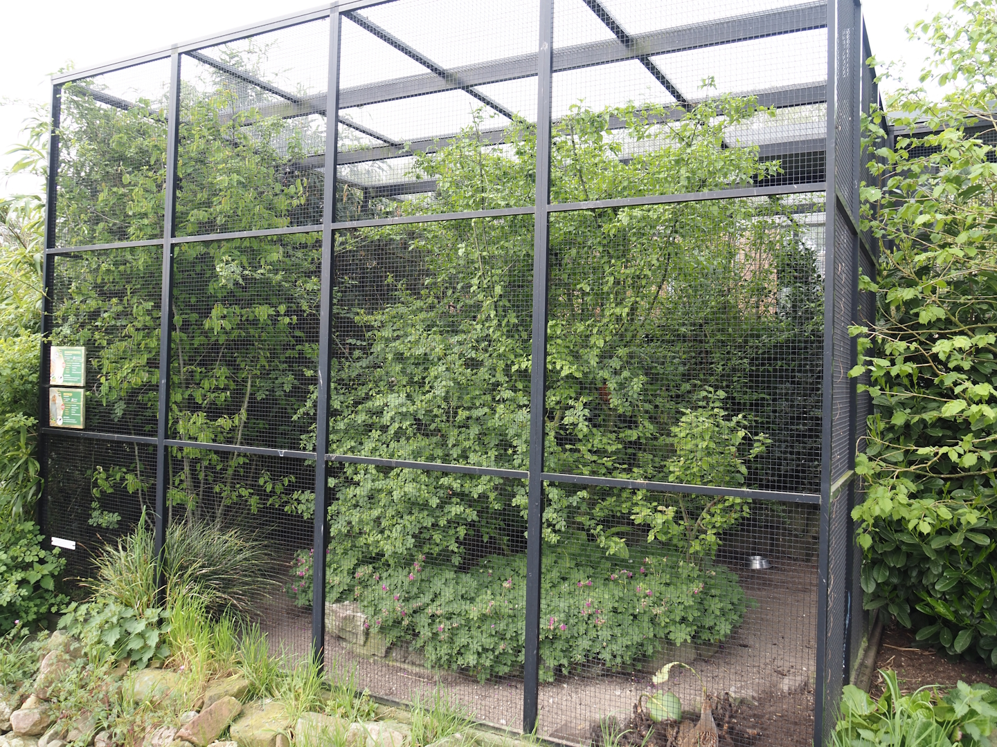 European turtle dove and Grey partridge aviary, 2024-04-14