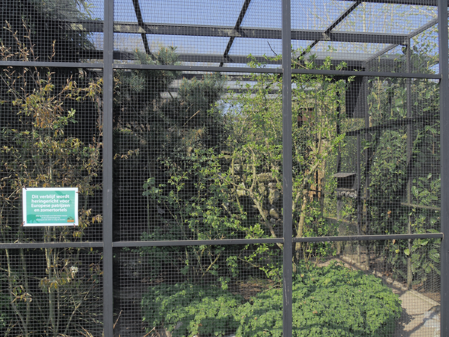 European turtle dove and Grey partridge aviary, 2025-04-12