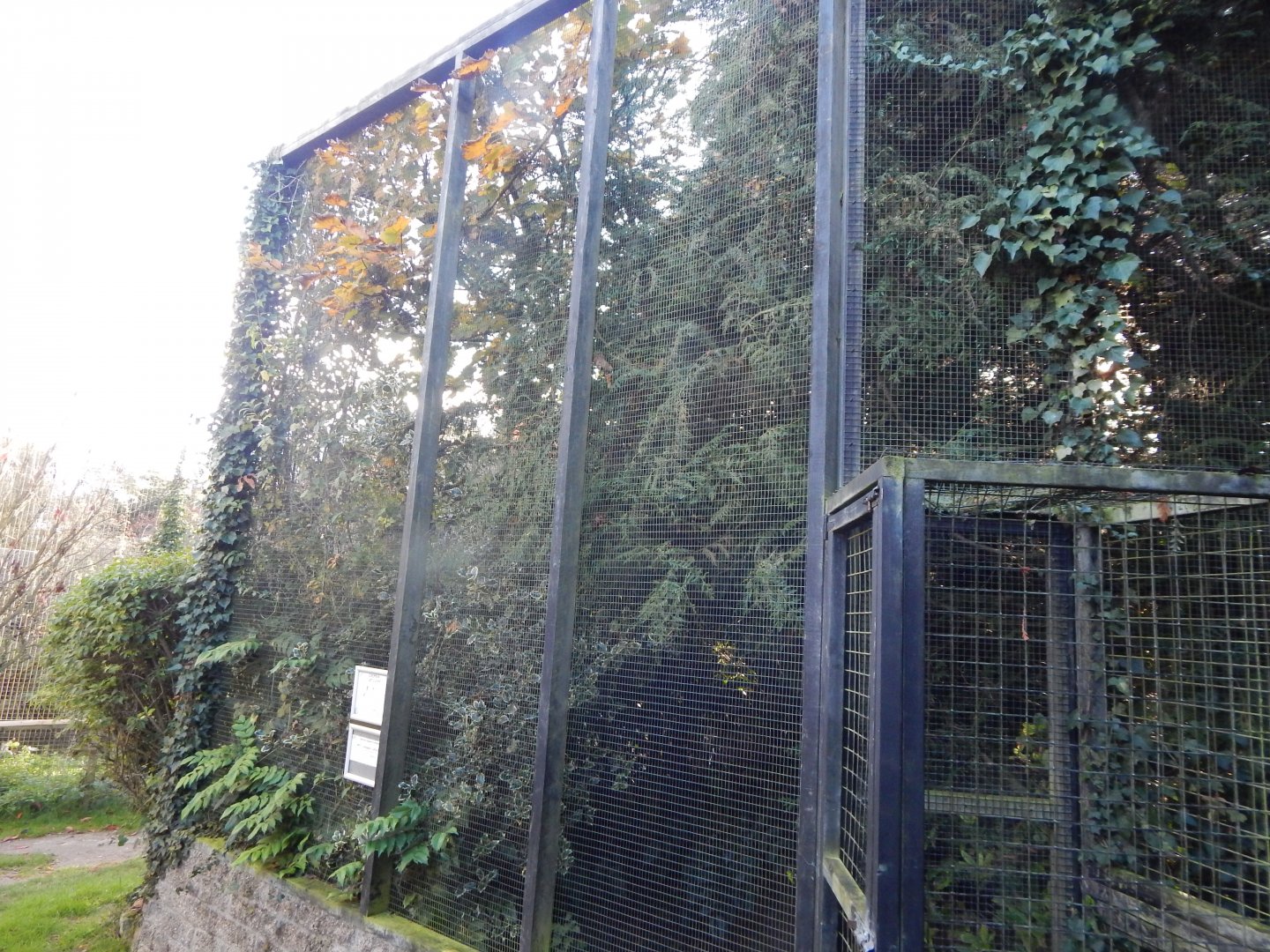 European turtle dove aviary 011125