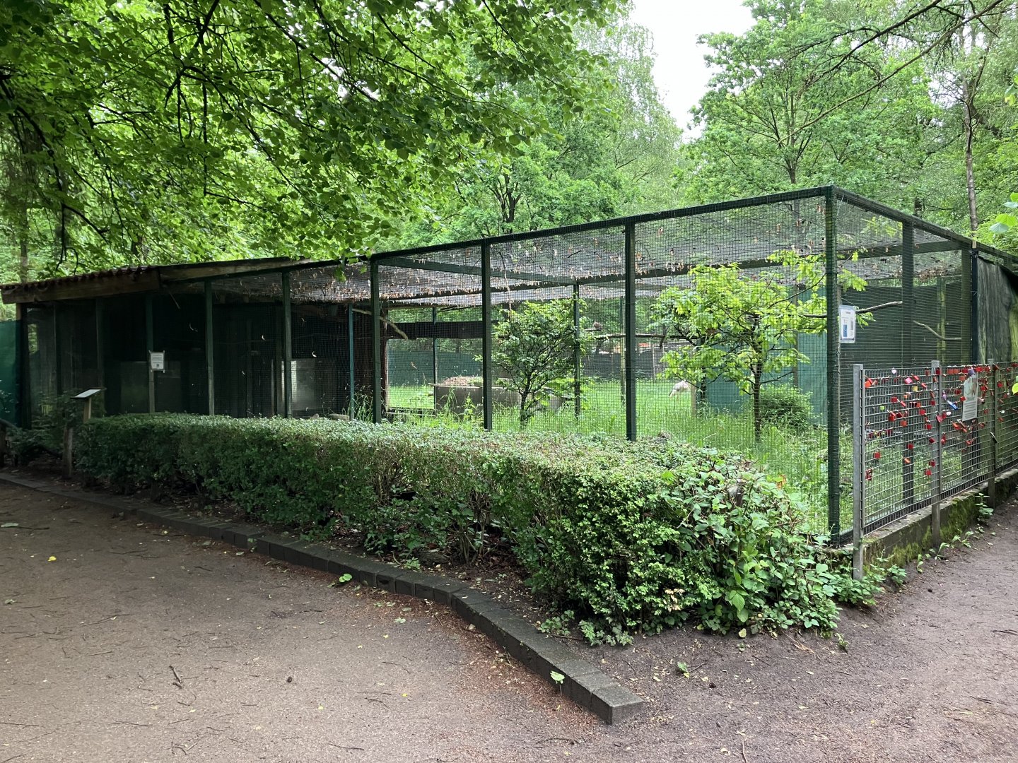 European turtle dove aviary