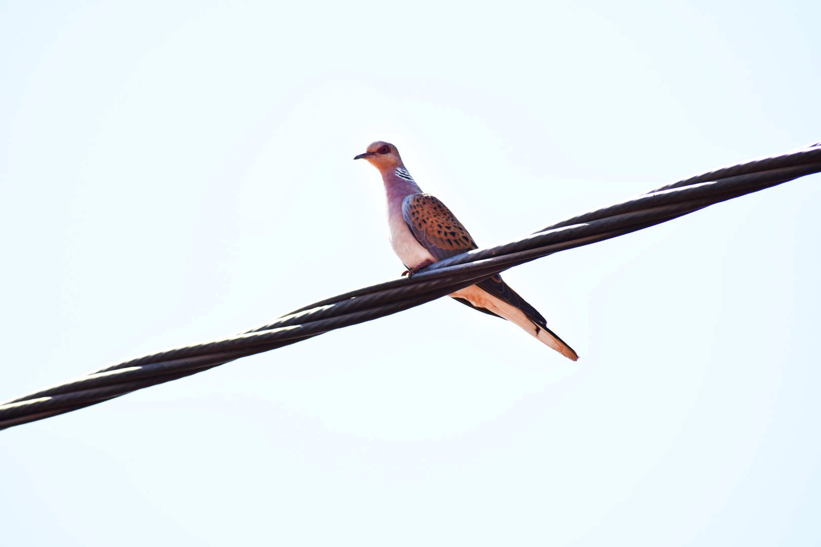 European turtle dove - (Issen)