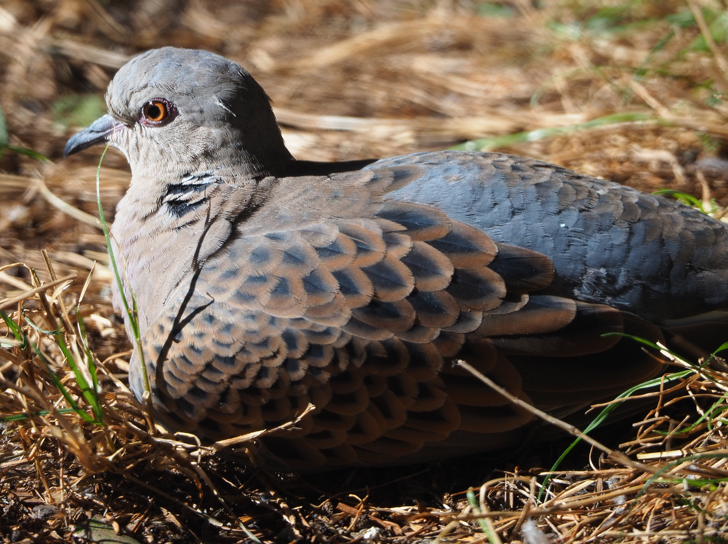 European turtle dove (Streptopelia turtur turtur), 2019-09-21