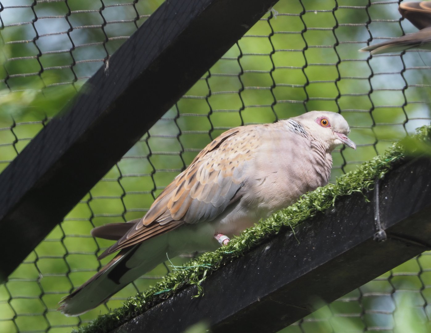 European Turtle dove (Streptopelia turtur turtur), 2020-06-28