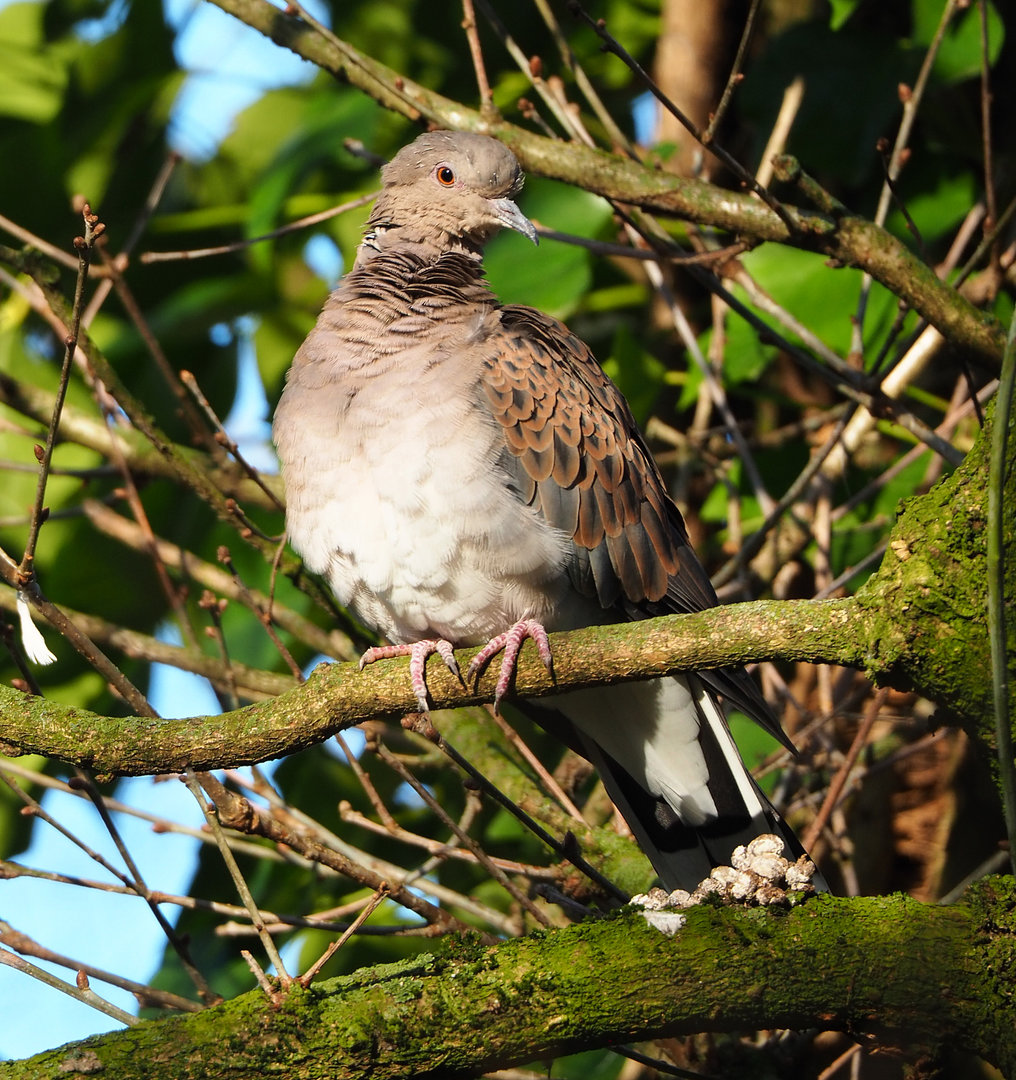 European turtle dove (Streptopelia turtur turtur), 2022-02-12