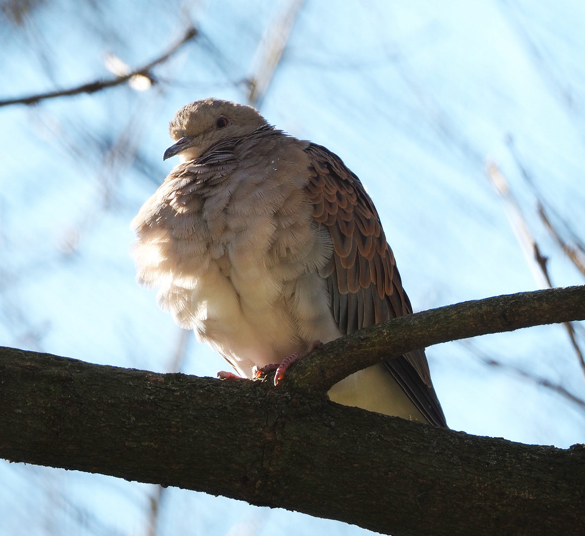 European turtle dove (Streptopelia turtur turtur), 2022-03-08